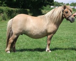 broodmare Halstock Tilitha (Shetland pony (under 87 cm), 2004, from Firth Honey Clover)