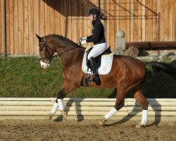 dressage horse Fürstino 3 (Bavarian, 2009, from Fürst Scheurenhof)