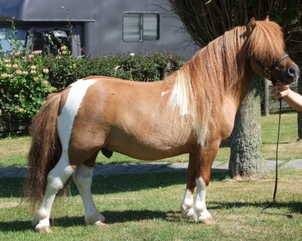 Deckhengst Halstock Trident (Shetland Pony (unter 87 cm), 2010, von Kerswell Mosaic)