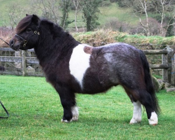 Deckhengst Chasend Claudius (Shetland Pony (unter 87 cm), 2010, von Athelney Lightning)