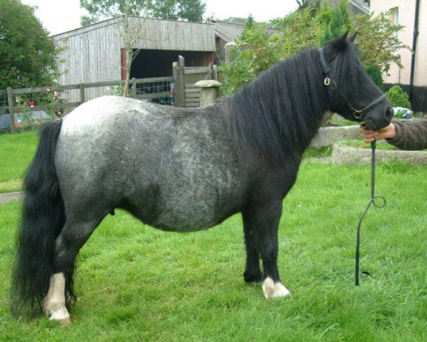 broodmare Keensacre Annie (Shetland pony (under 87 cm), 1997, from Kerswell Minnow)