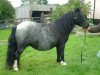 broodmare Keensacre Annie (Shetland pony (under 87 cm), 1997, from Kerswell Minnow)