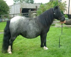 Zuchtstute Keensacre Annie (Shetland Pony (unter 87 cm), 1997, von Kerswell Minnow)