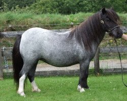 horse Halstock Warrior's Autumn (Shetland Pony, 2010, from Kerswell Warrior)