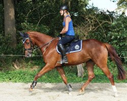 Springpferd Kiraya (Trakehner, 2011, von Hope of Heaven)