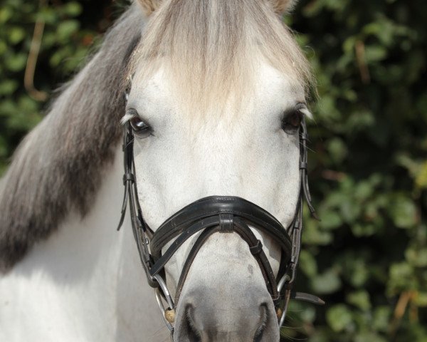 dressage horse Askhan 3 (Pony without race description, 1997)