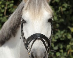 dressage horse Askhan 3 (Pony without race description, 1997)