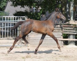 jumper Cid Z (Zangersheide riding horse, 2014, from Chellano Alpha Z)