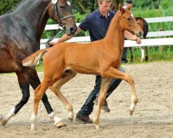 dressage horse Dorianus (Oldenburg, 2012, from Dalhems Diomedes)