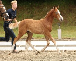 dressage horse Golden Gate (German Riding Pony, 2014, from Golden State 2)