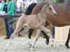 Zuchtstute A new Starlet (Deutsches Reitpony, 2014, von A new Star)