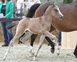 Zuchtstute A new Starlet (Deutsches Reitpony, 2014, von A new Star)