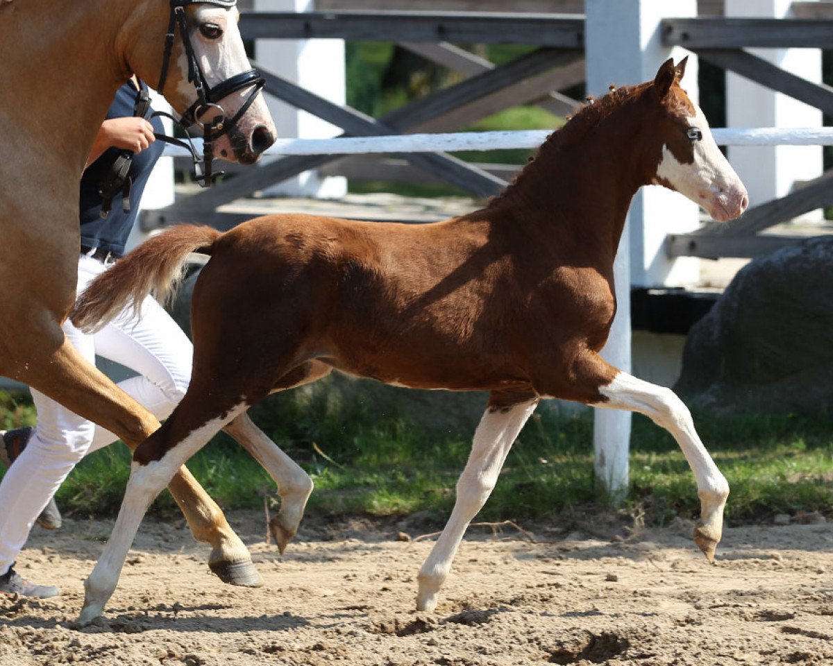 Dressurpferd Schierensees Fantastic Color (Deutsches Reitpony, 2014, von Schierensees Marillion)