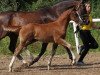 Deckhengst Dropkick (Deutsches Reitpony, 2014, von Del Estero NRW)