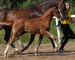 stallion Dropkick (German Riding Pony, 2014, from Del Estero NRW)