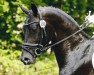 stallion Fürst von Schenkenberg (German Sport Horse, 2012, from Fürstenball)