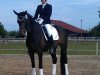 dressage horse Lecherhofs Bavaria (Bavarian, 2010, from Blickpunkt 4)