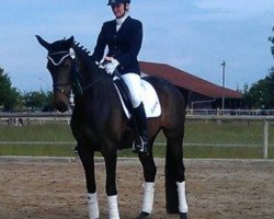 dressage horse Lecherhofs Bavaria (Bavarian, 2010, from Blickpunkt 4)