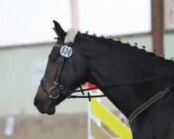 dressage horse Sanssouci 106 (Hanoverian, 2008, from Schwarzenegger)