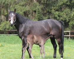 broodmare Let's dance 48 (Rhinelander, 2003, from Leardo)