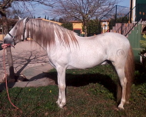 stallion Embustero X (Pura Raza Espanola (PRE), 2001, from Trajano R)