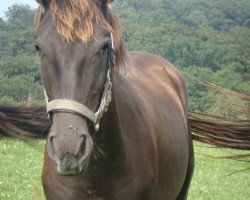 stallion Gando (Andalusians/horse of pure Spanish race, 2013, from Galante CIS)