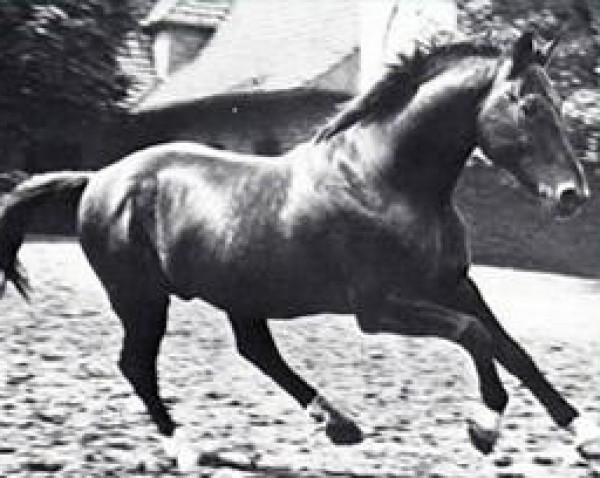 horse Ferdinand (Hanoverian, 1941, from Ferrara)