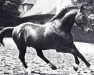stallion Ferdinand (Hanoverian, 1941, from Ferrara)