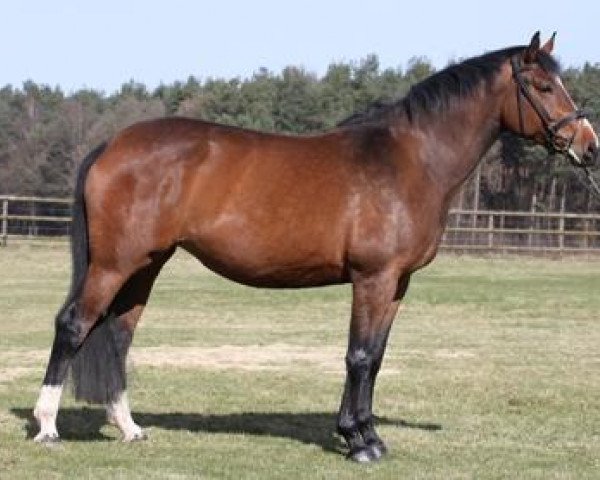 broodmare Aida (Hanoverian, 2002, from Antaeus)