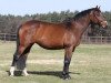 broodmare Aida (Hanoverian, 2002, from Antaeus)