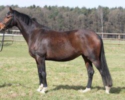 broodmare Chiara (Hanoverian, 2003, from Competent)