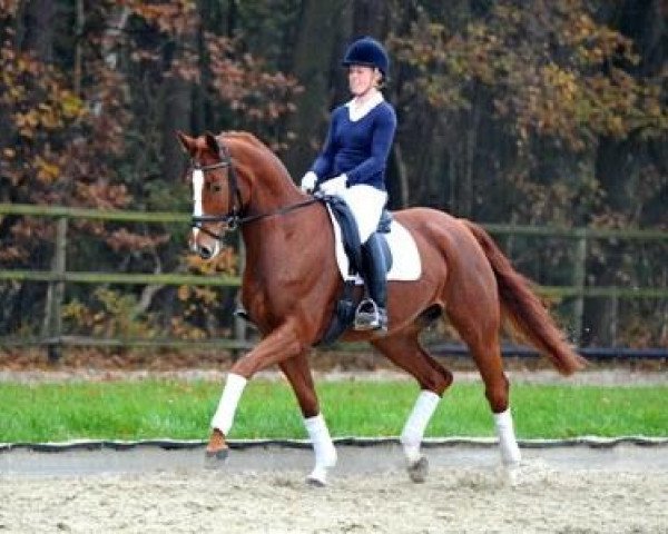 broodmare Baroness (Hanoverian, 2004, from Harmony's Baroncelli)