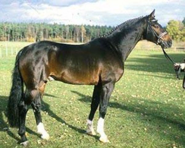 stallion Competent (Hanoverian, 1996, from Compliment)