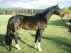 stallion Competent (Hanoverian, 1996, from Compliment)