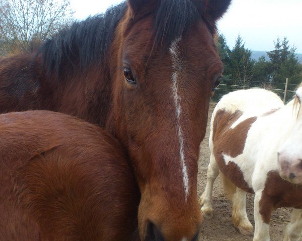 horse Dörnberg's Excalibur (German Riding Pony, 1999, from Ernesto)