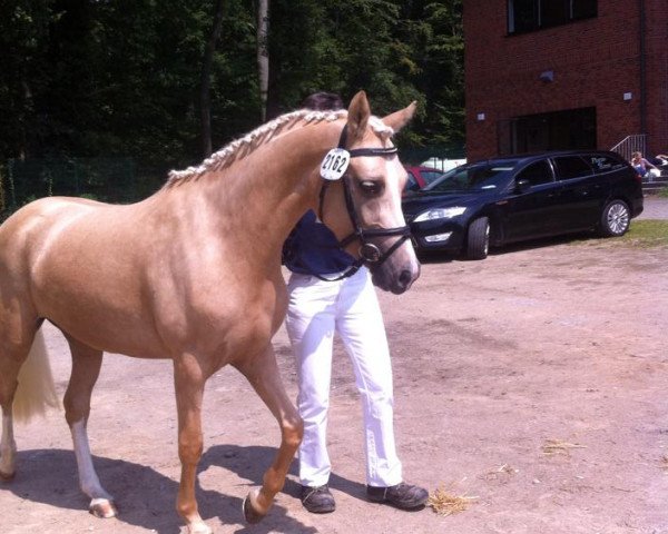 dressage horse Hesselteichs Golden Gwinny (German Riding Pony, 2011, from Golden Atreju)