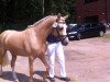 dressage horse Hesselteichs Golden Gwinny (German Riding Pony, 2011, from Golden Atreju)