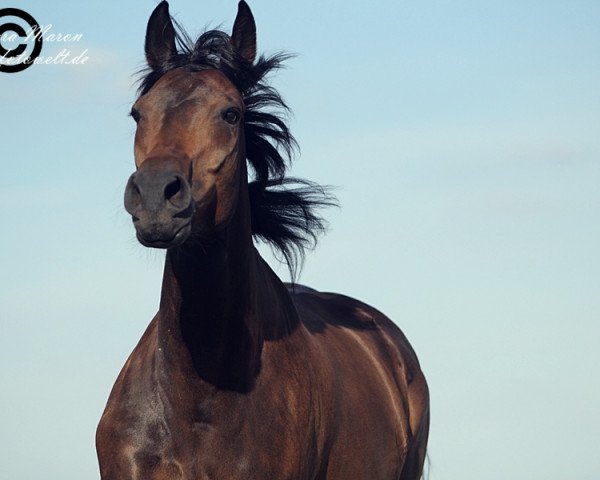 horse Ronja (Bavarian, 2007, from Liquid)