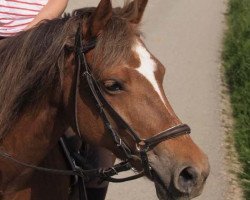 Pferd Schönbrunn Cayenne (Deutsches Reitpony,  , von Schoenbrunn Lario)