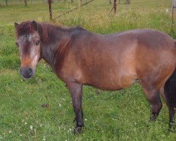 Pferd Bea (Shetland Pony, 1980, von Unbekannt PONY)