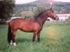 broodmare Lebedame II (Trakehner, 1982, from Tempelritter)