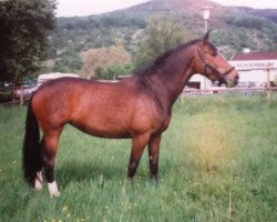 Zuchtstute Lebedame II (Trakehner, 1982, von Tempelritter)