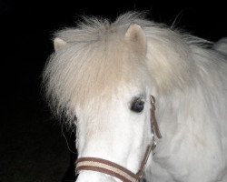 Pferd Lissy (Shetland Pony, 1996, von Unbekannt PONY)