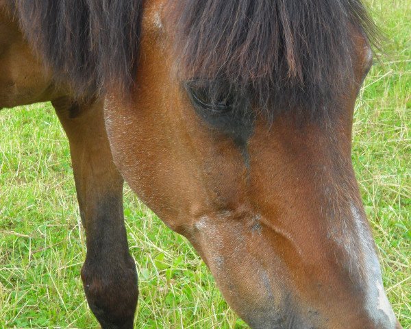 horse Chez Nous (German Riding Pony, 1982, from Nehros ox)