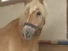 Dressurpferd Benny (Haflinger, 1991)