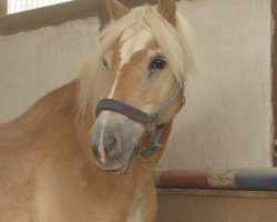 dressage horse Benny (Haflinger, 1991)