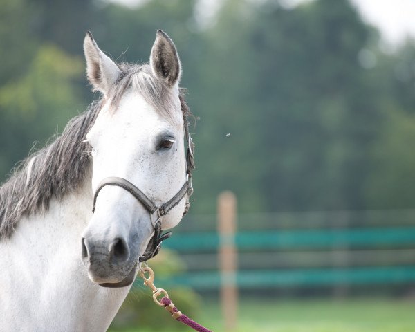 Zuchtstute Ariell (Schweizer Warmblut, 2001, von Akribori)