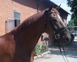 dressage horse Dondolo 171 (Hanoverian, 2010, from Dauphin)