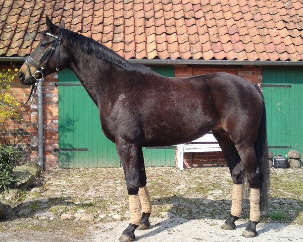 broodmare Raticia (Hanoverian, 2000, from Rosentau)