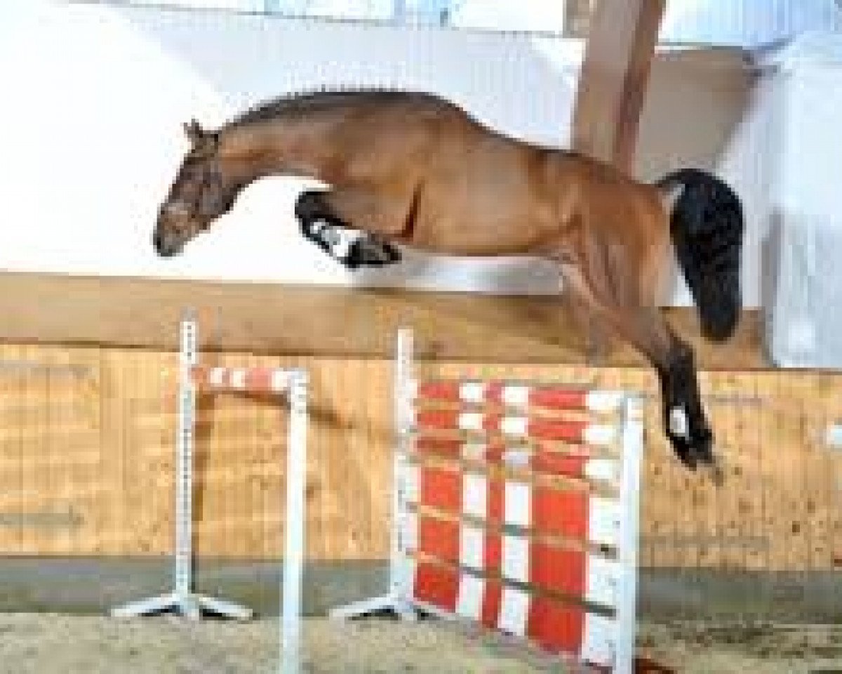 jumper Lord Pizarro (Hanoverian, 2010, from Lord Pezi)